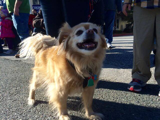 dog at the ocean city christmas parade