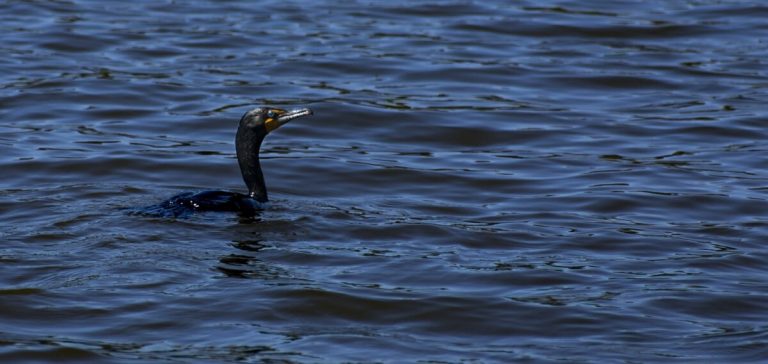 Creature Feature: Double-crested Cormorant, Phalacrocorax auratus