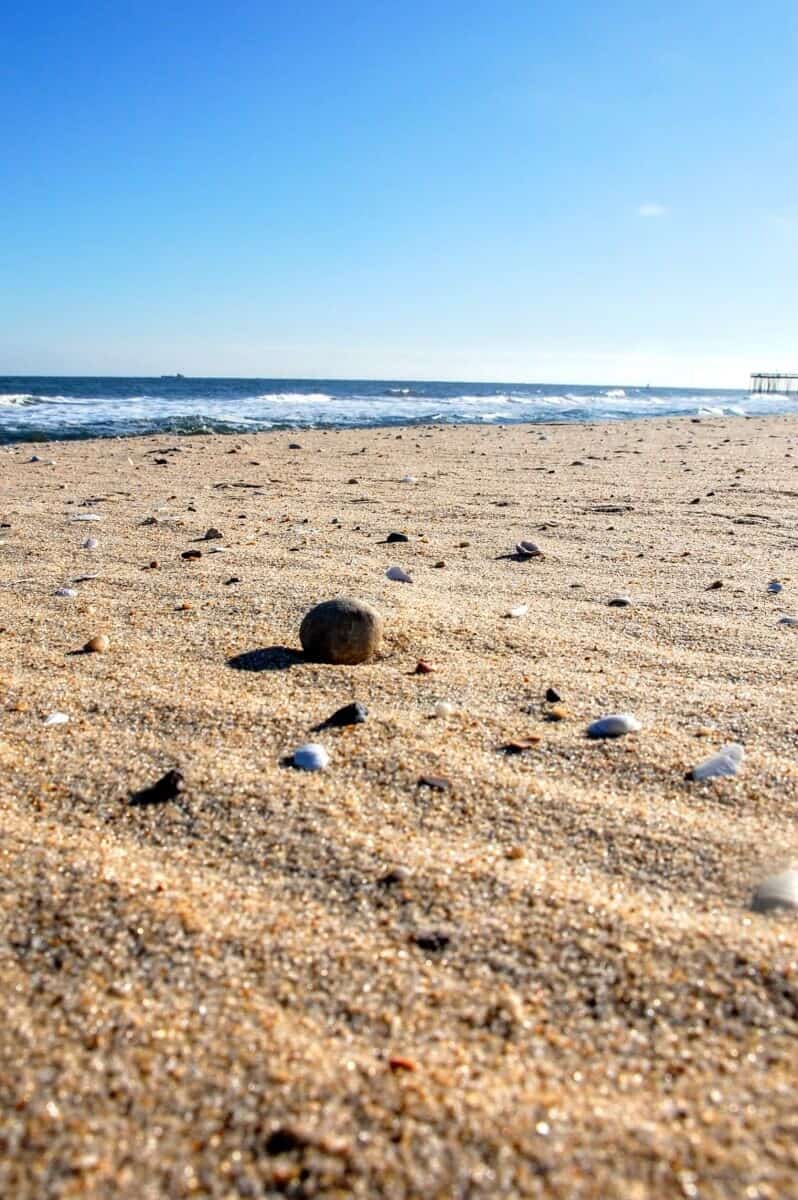 shells on the beach