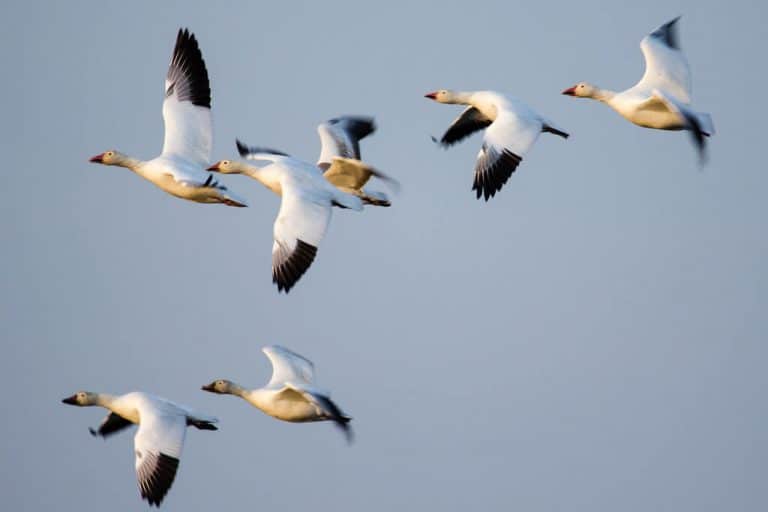 Winter Waterfowl: Not Always at your Peck and Call