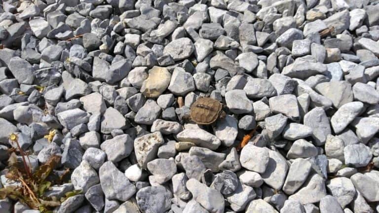 Maryland Coastal Bays Seeks Volunteers for Annual Terrapin Turtle Count