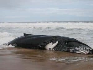 Ocean City beached whale