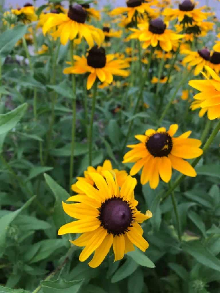 Town of Ocean City Offering Free Plants to Property Owners