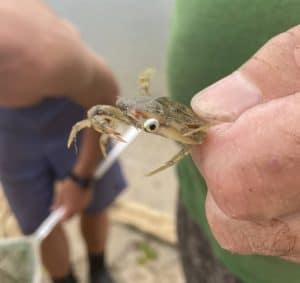 Juvenile Blue Crab holding a snack. By Chandler Joiner