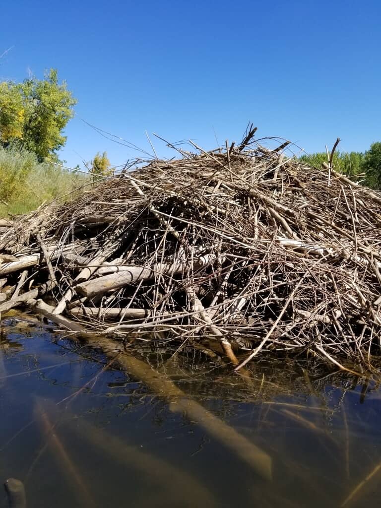 Beaver Dam, iNaturalist