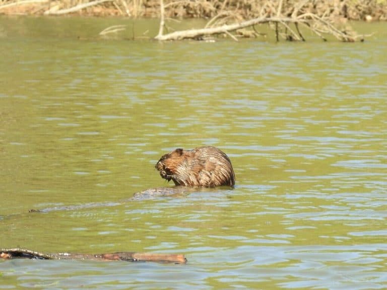 American Beaver in River