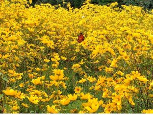 Monarch Butterfly by Liz Wist, MCBP