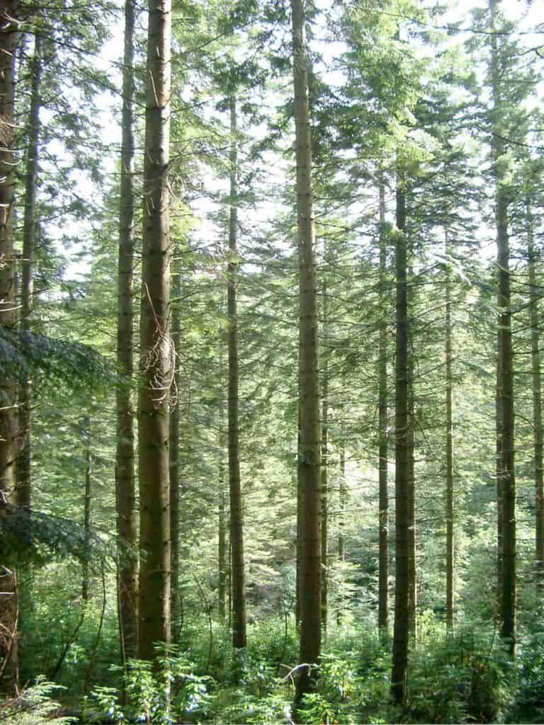 Can I Cut Down These Trees?