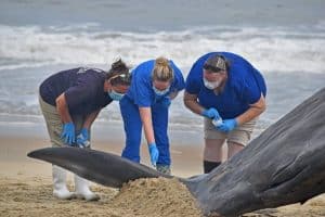 Ocean City beached whale