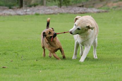 1344 dogs playing