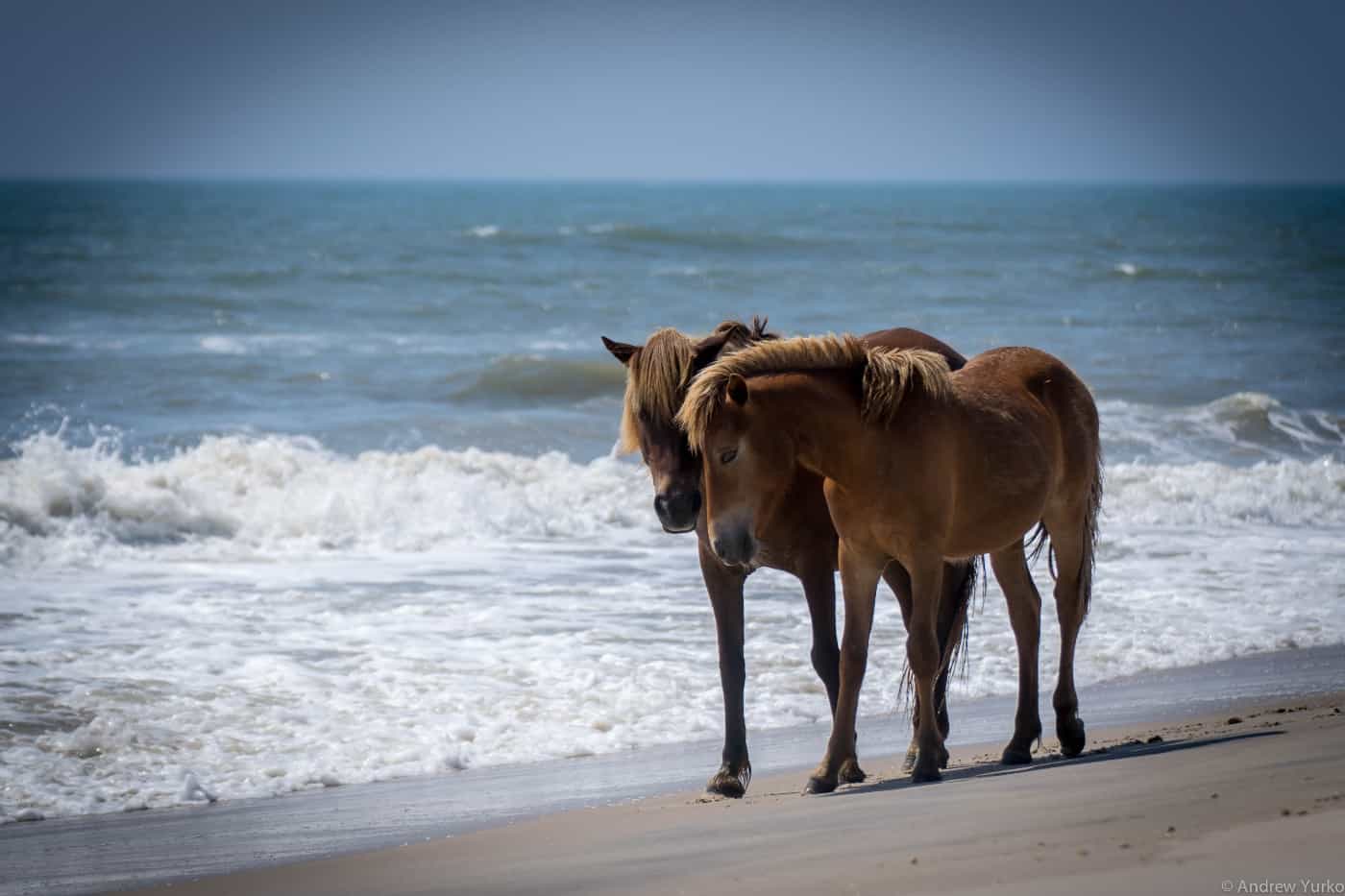 assateague island eco tours