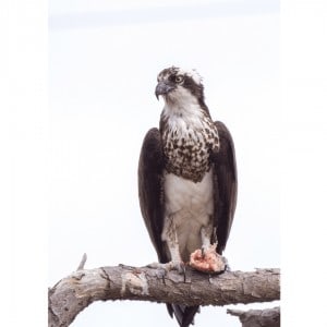 Osprey perching by Logan Hall