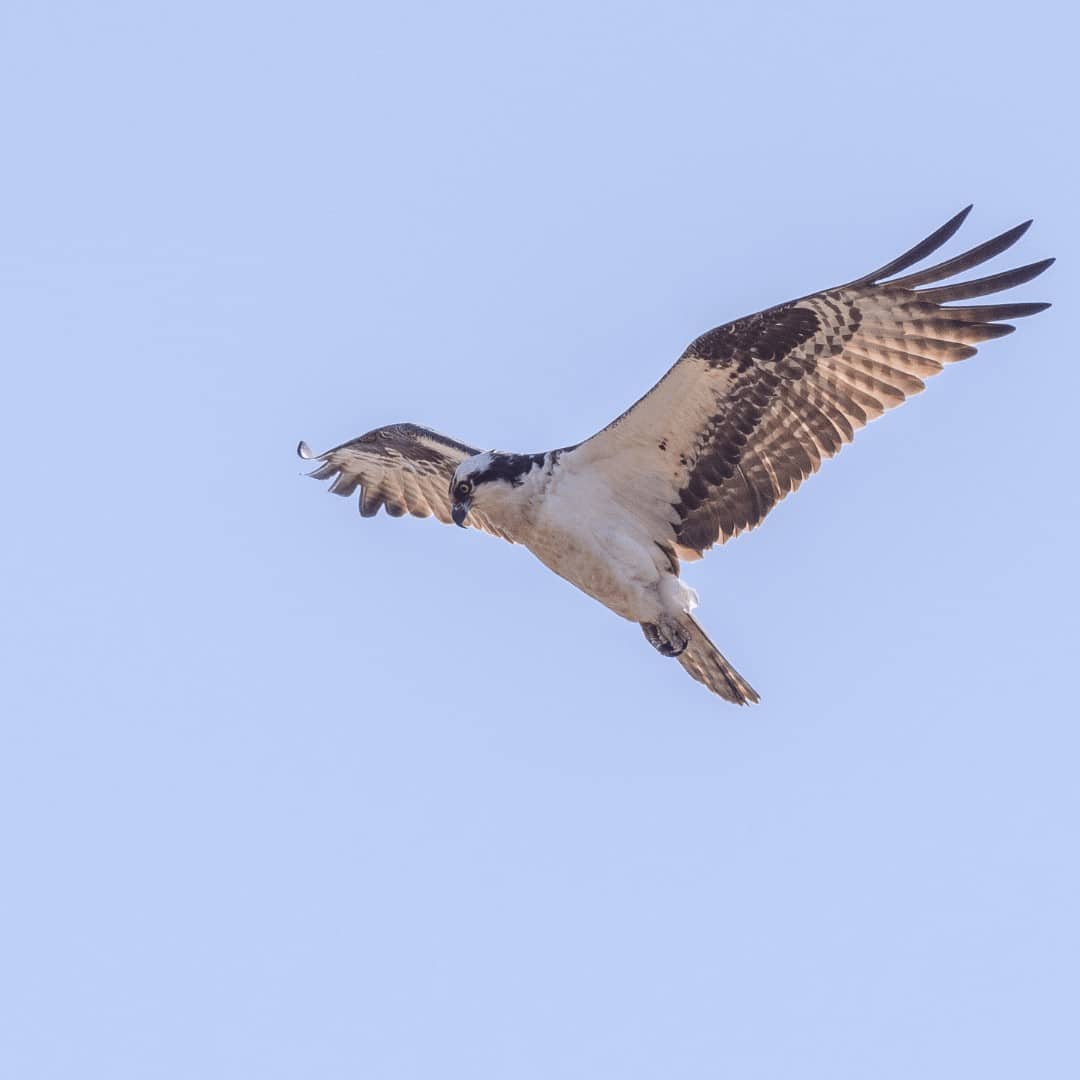 Osprey flying by Logan Hall
