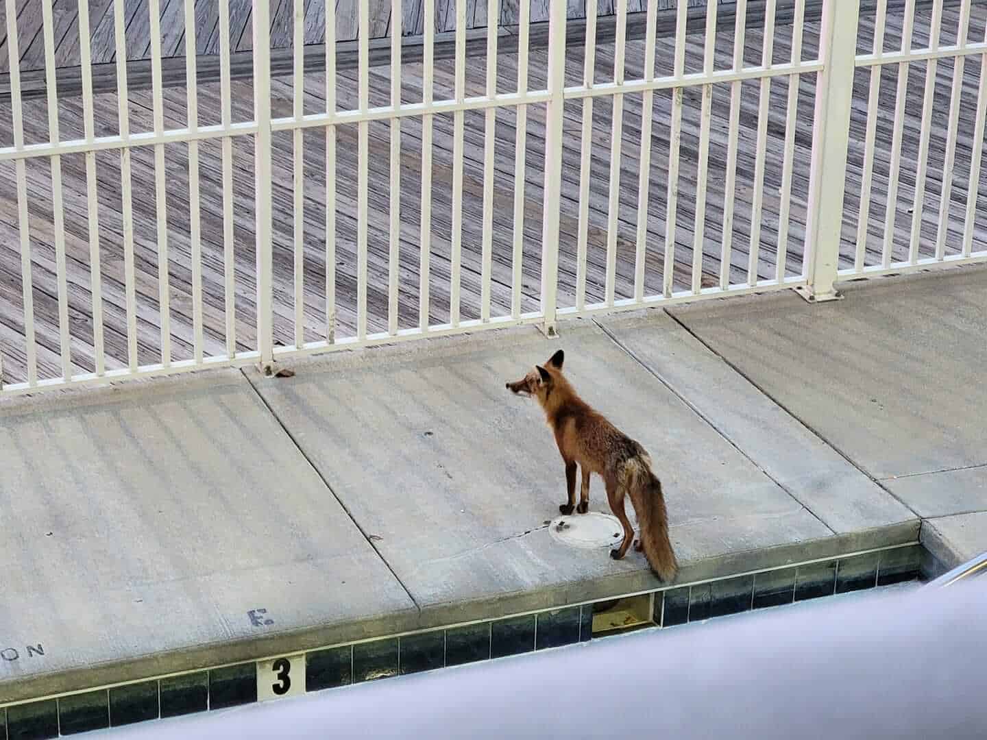 Creature Feature Red fox sightings abound on Ocean City beach pic