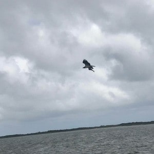 Osprey with a fish by Liz Wist, MCBP