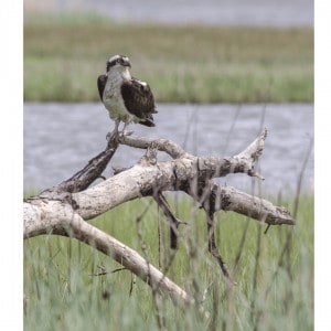 Osprey on branch by Logan Hall
