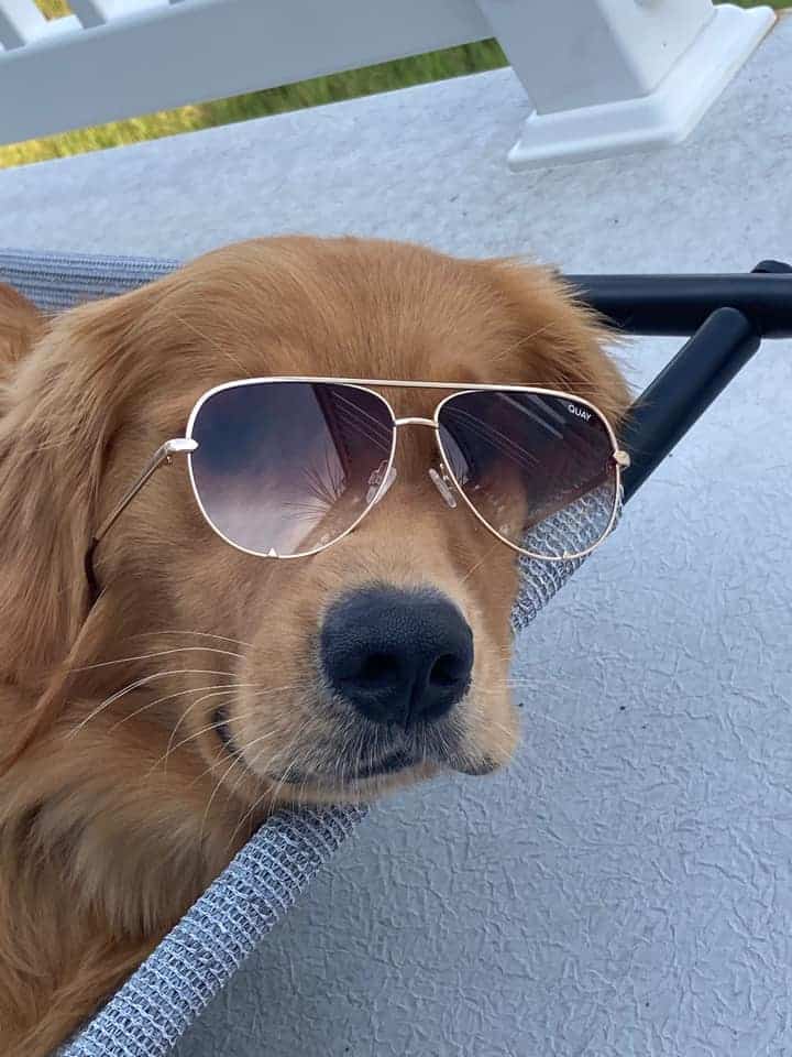 Dogs can chill in Ocean City