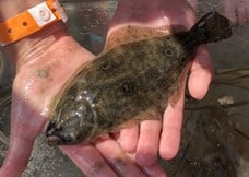 What is a Flounder’s Favorite Season? How Summer and Winter Flounder Are Different