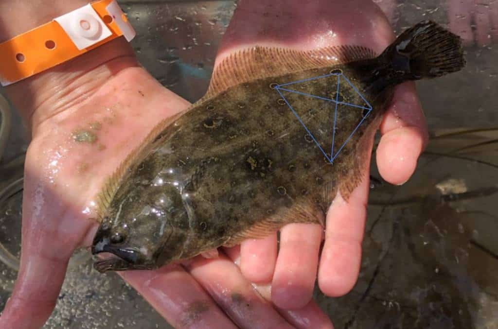 What is a Flounder’s Favorite Season? How Summer and Winter Flounder