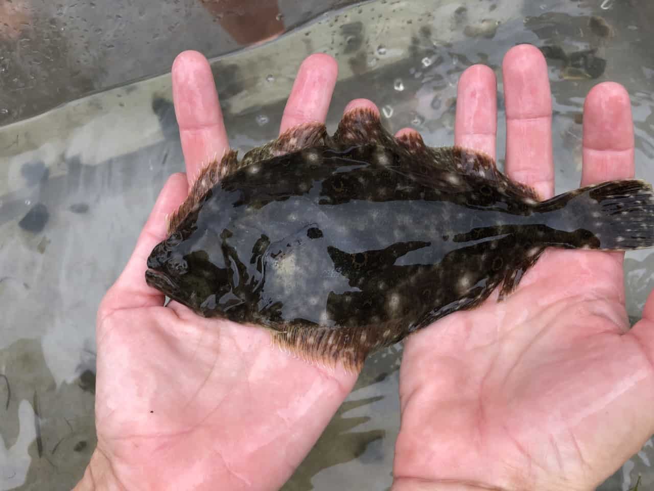 What is a Flounder’s Favorite Season? How Summer and Winter Flounder