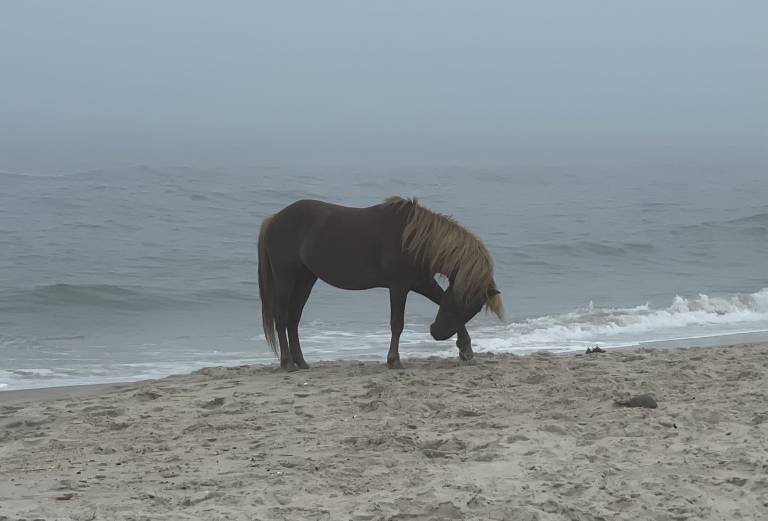 Wild and Wonderful: 5 Reasons Why Assateague Island Shines in the Winter Months