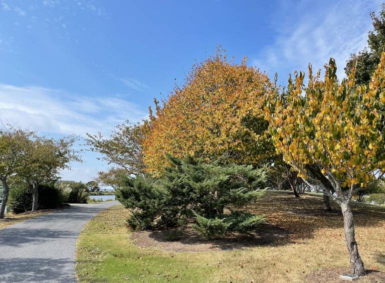 Fall at Northside Park