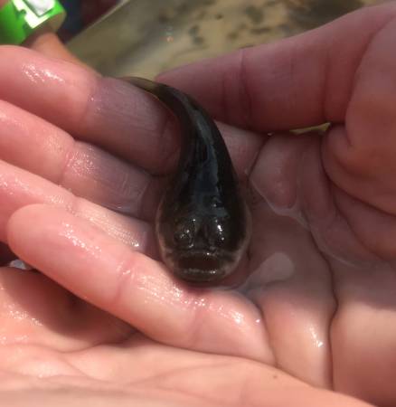 Juvenile Northern Stargazer by Liz Wist, MCBP