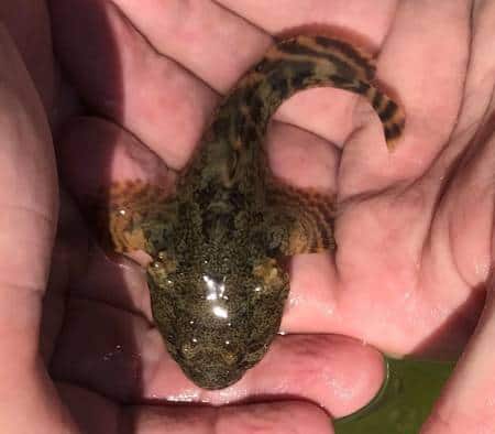 Oyster Toadfish by Liz Wist, MCBP