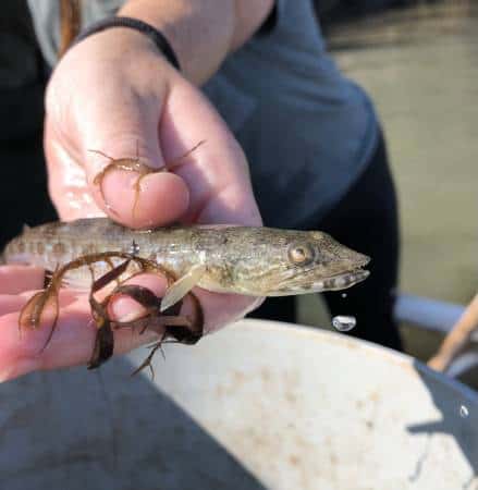 Lizardfish by Liz Wist, MCBP