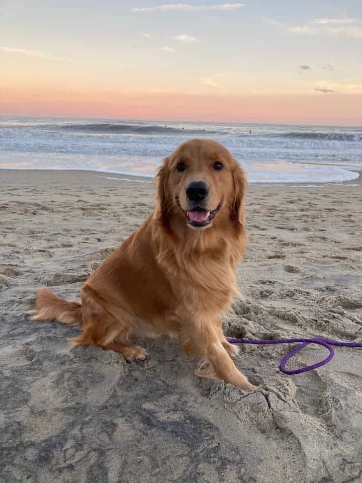 Dogs on the Beach Ocean City Md
