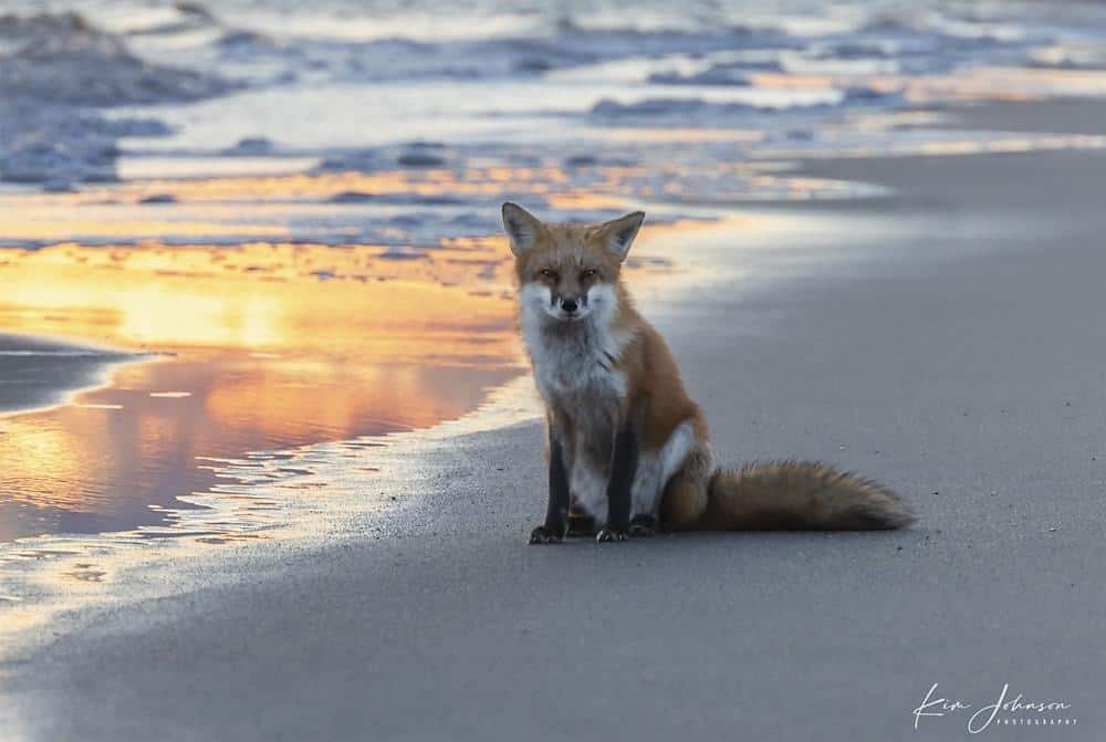 Wild Red Fox - Kim Johnson Photography