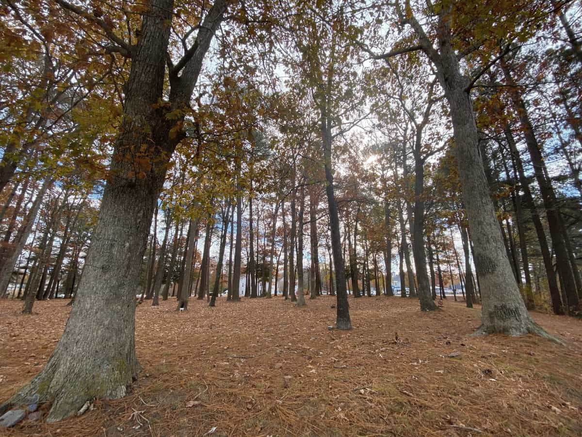 Ocean Pines Fairy Woods Forrest
