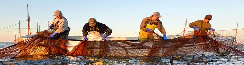 chesapeake bay seafood jay fleming19 crop u2202