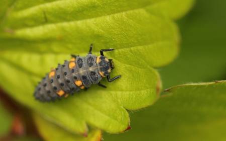 Larval Ladybird Beetle by Max Pixel