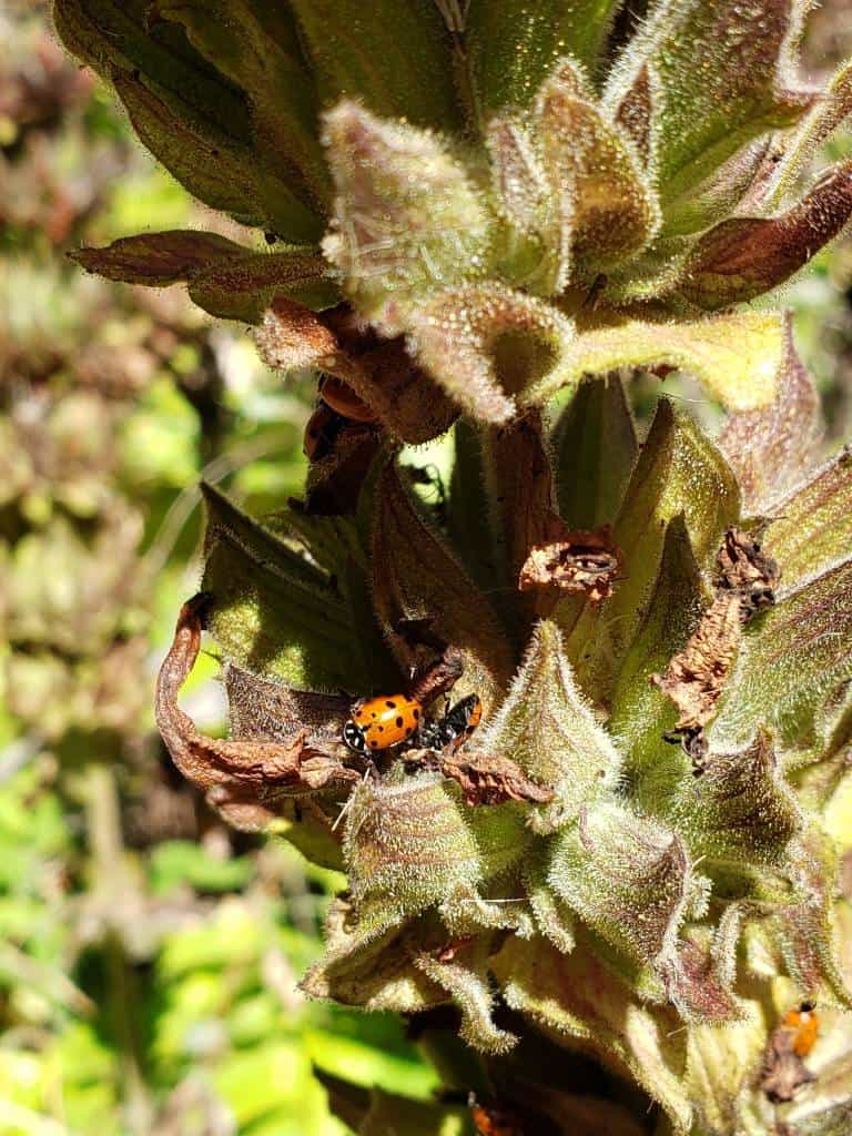 Beneficial Ladybird Beetles