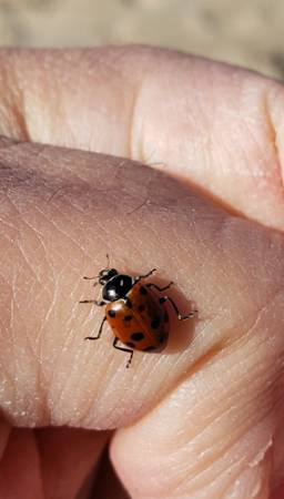 Convergent Lady Beetle Photo by Bill Hubick, all rights reserved