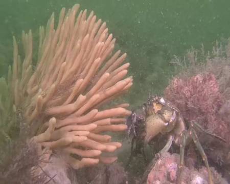 Finger Sponge by Nudibranch Marine Discovery Productions (Peter van Rodijnen); Stichting Natuurbeelden