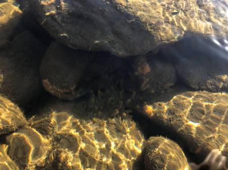 Halichondria sponge by Cailyn Joseph