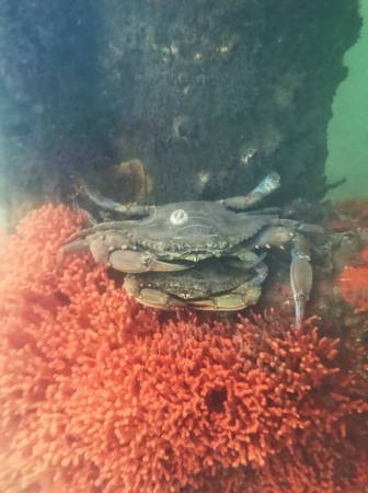 Blue Crabs on sponge by Zac Garmoe