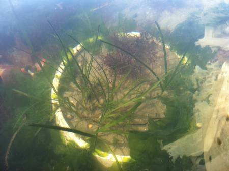 Eelgrass underwater at Green Bulkheads in OC. MCBP photo