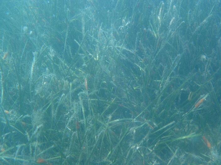 Seagrass: An unappreciated yet extremely productive ecosystem