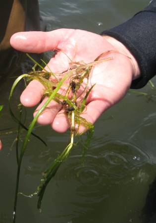 Eelgrass. MCBP photo