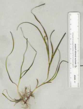Eelgrass size. MCBP photo