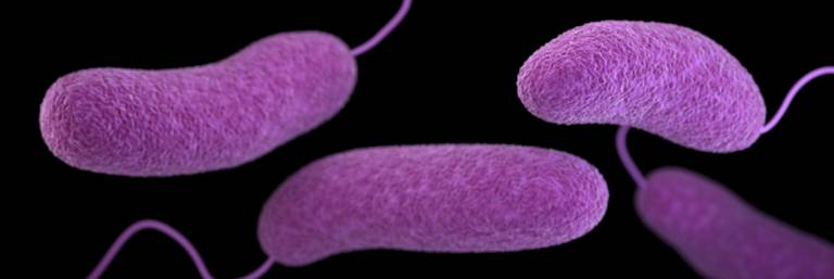 Flesh-Eating Bacteria in The Bay?!