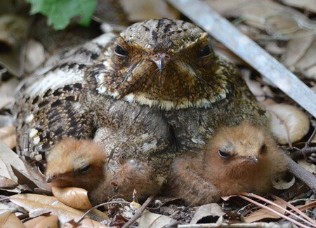 Chuck Will's Widow and chicks. Photos by: Dick Snell
