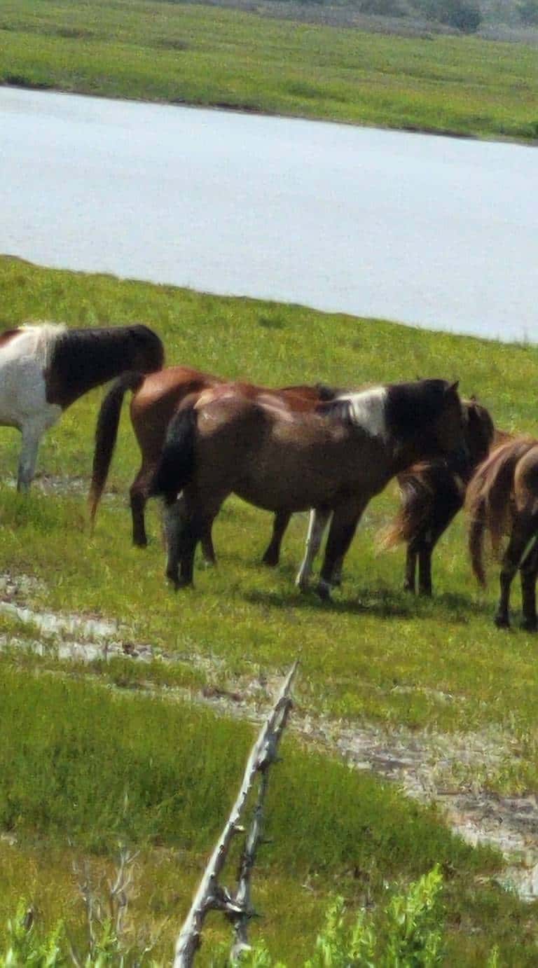 Creature Feature: Assateague vs. Chincoteague horses