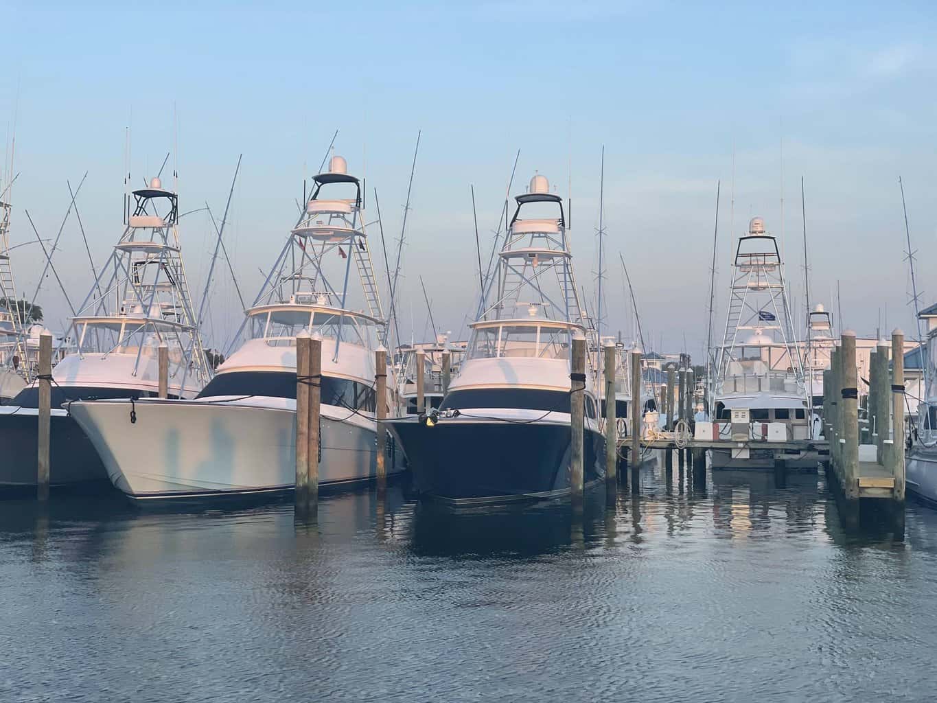 50th Annual White Marlin Open - OceanCity.com