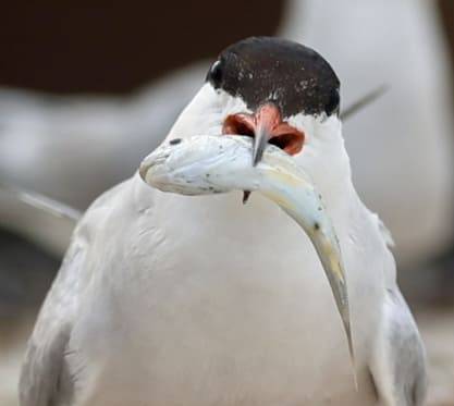 Bon Voyage to the Terns!