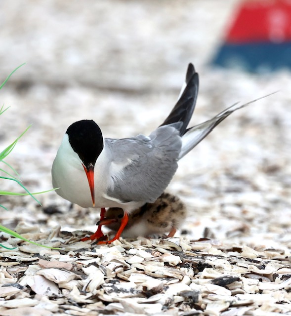 Common Tern in the Maryland Coastal Bays