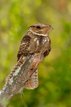 Photo By Alan Murphy / BIA / Minden Pictures